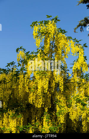 Laburnum Laburnum alpinum, alpine tree en pleine floraison Banque D'Images