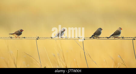 Un troupeau de diamants mandarins perché sur une clôture en été en Australie. Banque D'Images