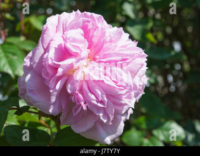 James Galway Rose, David Austin Banque D'Images