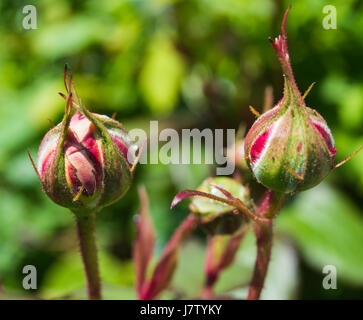 Boutons de Rose Royal Jubilee, David Austin Banque D'Images