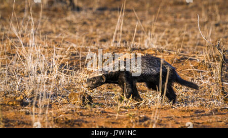 Honey badger dans Kruger National Park, Afrique du Sud ; Espèce Mellivora capensis famille des Mustélidés Banque D'Images