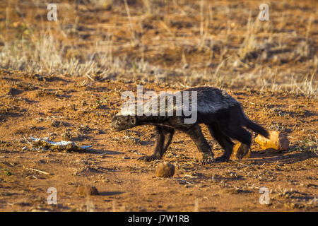 Honey badger dans Kruger National Park, Afrique du Sud ; Espèce Mellivora capensis famille des Mustélidés Banque D'Images