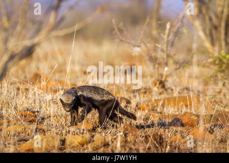 Honey badger dans Kruger National Park, Afrique du Sud ; Espèce Mellivora capensis famille des Mustélidés Banque D'Images