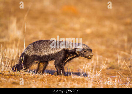 Honey badger dans Kruger National Park, Afrique du Sud ; Espèce Mellivora capensis famille des Mustélidés Banque D'Images