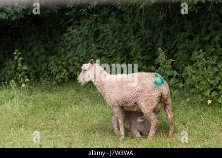 Idillic paysage avec Moutons, agneaux, ram sur un juteux parfait les champs et les collines d'herbe verte près de l'océan, Cornwall, Angleterre, Royaume-Uni Banque D'Images