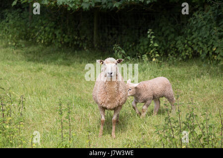 Idillic paysage avec Moutons, agneaux, ram sur un juteux parfait les champs et les collines d'herbe verte près de l'océan, Cornwall, Angleterre, Royaume-Uni Banque D'Images