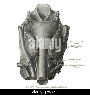 Ce titre fait probablement référence à une illustration ou à une page tirée de « anatomie du corps humain » de Henry Gray, publiée en 1918. Il présente des illustrations détaillées de l'anatomie humaine, mettant en valeur les structures anatomiques. Banque D'Images
