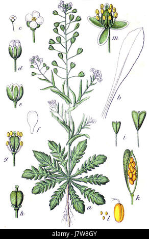 Capsella bursa pastoris, communément appelé bourse de berger, est une petite espèce végétale largement reconnue dans les contextes botaniques et médicinaux. Il appartient à la famille de la moutarde et se trouve dans les régions tempérées du monde entier. Banque D'Images