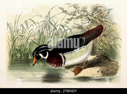 Aix sponsa, également connu sous le nom de canard de bois, est représenté dans cette illustration de 1869. Le canard des bois est reconnu pour son plumage vibrant et ses marques distinctives, mettant en valeur la beauté de la sauvagine nord-américaine. Banque D'Images