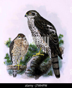 Cette illustration de 1876 représente l'acompte eurasien (Accipiter nisus), mettant en valeur ses caractéristiques et ses comportements distinctifs dans son habitat naturel, un sujet d'étude ornithologique. Banque D'Images