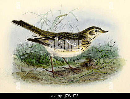 Anthus pratensis 1876 Banque D'Images