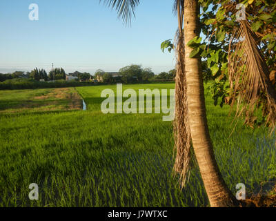 Cela fait référence à un paysage à Sabang, Baliuag, Bulacan, avec des rizières, des prairies, et des arbres. Il met en évidence le milieu agricole rural, y compris les systèmes d'irrigation, les maisons et les infrastructures routières comme les ponts. Banque D'Images