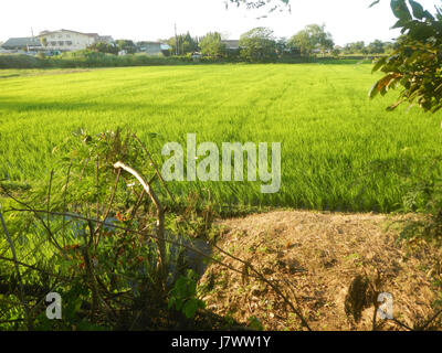 Il s'agit d'un paysage rural à Baliuag, Bulacan, Philippines, caractérisé par des rizières, des prairies, des arbres, des maisons et un système d'irrigation. L'emplacement comprend également des ponts routiers soutenant le transport local. Banque D'Images
