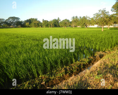 Cette description fait référence au paysage rural de Sabang à Baliuag, Bulacan, avec des rizières, prairies, arbres, maisons et systèmes d'irrigation. La région se caractérise par son cadre agricole et ses infrastructures locales telles que les ponts routiers. Banque D'Images