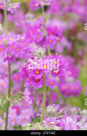 Primula Beesiana. Candelabra primevère. Fleurs de primevères candélabres Banque D'Images