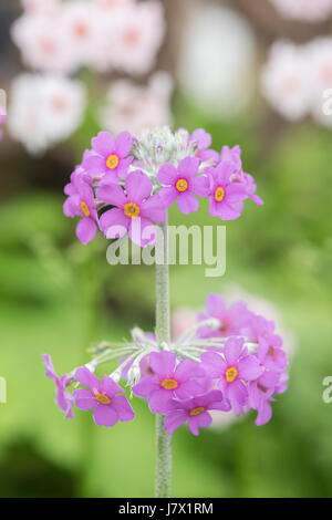 Primula Beesiana. Candelabra primevère. Fleurs de primevères candélabres Banque D'Images