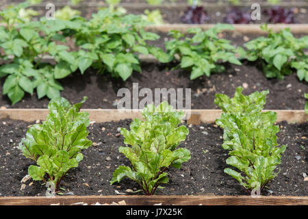 Les jeunes plants de betterave dans un lit dans les rangées plantées dans un jardin potager Banque D'Images