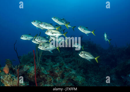 Banc de Horse-eye jacks, Caranx latus, Jardines de la Reina, Cuba Banque D'Images