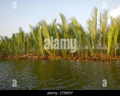 Ce titre fait référence aux berges de Bulacan, Philippines, en particulier près de Calero, Malolos, San Jose, et Paombong. La région est remarquable pour ses oiseaux, mettant en valeur la faune locale le long des rives de la rivière. L'emplacement peut intéresser les ornithologues et les amateurs de nature. Banque D'Images