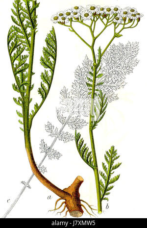 L'Achillea nobilis Sturm40 Banque D'Images