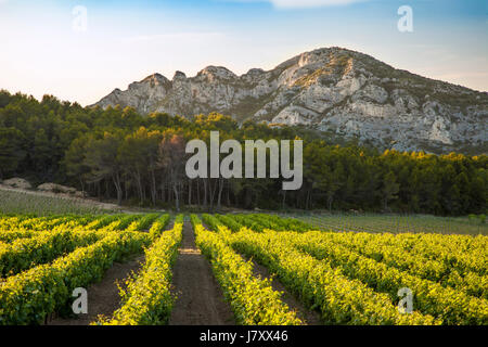 Soir la lumière du soleil sur le Massif des Alpilles - plus grand de la chaîne des Alpilles - faibles montagnes dans le sud de la Provence près de Saint-Rémy-de-Provence, France Banque D'Images