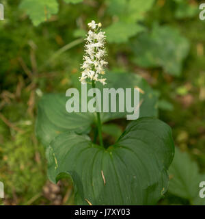 Les belles fleurs blanches de la Fausse Lily of the Valley Banque D'Images