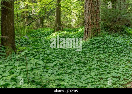 La forêt près de Beaver Lake, et le beau faux Muguet fournissant d'énormes quantités de sol sur le sol forestier Banque D'Images