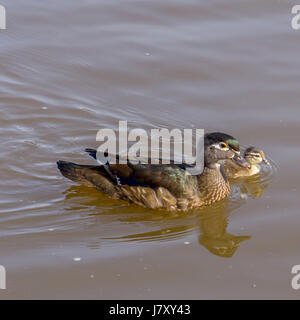 Une mère canard branchu dehors pour une baignade avec son atténuation. À Lagune perdue dans le parc Stanley. Banque D'Images