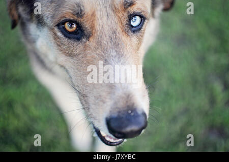 Mixed Breed Berger Banque D'Images