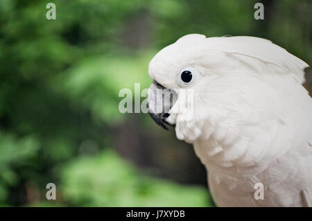 Parapluie blanc cacatoès Banque D'Images