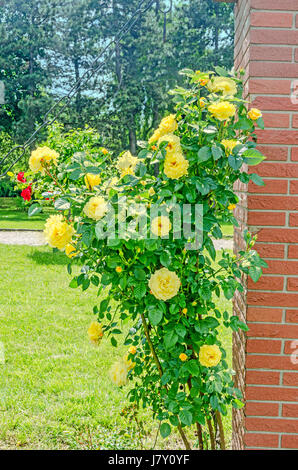 Bucarest, Roumanie - 15 mai, 2016. Le parc public avec Herastrau bush jaune fleurs rose avec des bourgeons, green bokeh background, extérieur, Close up Banque D'Images