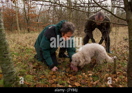 La chasse dans le Berkshire trufffle avec chef John Campbell de la vigne hotel &restaurant, truffle hunter tom lywood(vert) et son chien de chasse aux truffes Banque D'Images