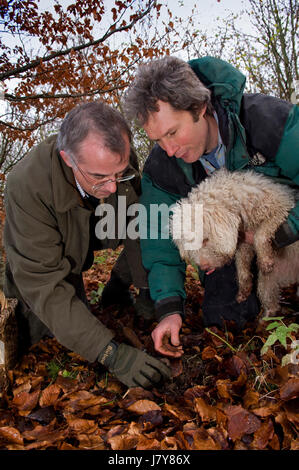 La chasse dans le Berkshire trufffle avec chef John Campbell de la vigne hotel &restaurant, truffle hunter tom lywood(vert) et son chien de chasse aux truffes Banque D'Images