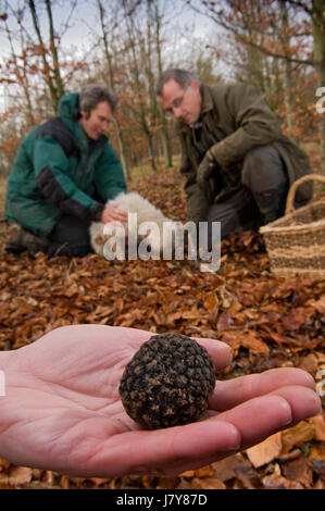 La chasse dans le Berkshire trufffle avec chef John Campbell de la vigne hotel &restaurant, truffle hunter tom lywood(vert) et son chien de chasse aux truffes Banque D'Images