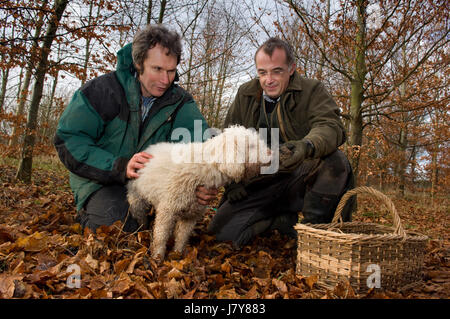 La chasse dans le Berkshire trufffle avec chef John Campbell de la vigne hotel &restaurant, truffle hunter tom lywood(vert) et son chien de chasse aux truffes Banque D'Images