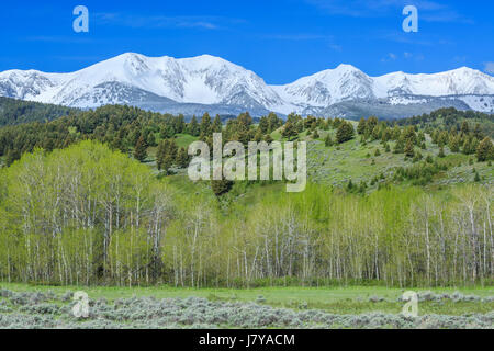 Aspen printemps et neige fraîche dans la gamme bridger près de Bozeman, Montana Banque D'Images