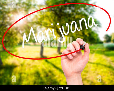 Man main écrit La marijuana avec marqueur noir sur l'écran visuel. Isolé sur la nature. Le commerce, la technologie, internet concept. Stock Photo Banque D'Images