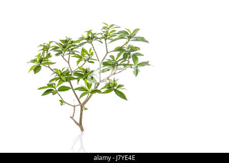 Arbre branche Macro et feuilles vertes. Studio shot isolé sur fond blanc Banque D'Images