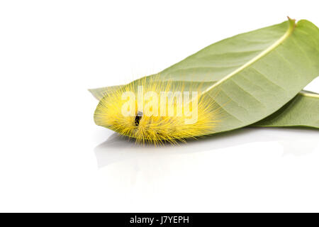 Jaune caterpillar macro furry sur feuille verte. Studio shot isolé sur fond blanc Banque D'Images