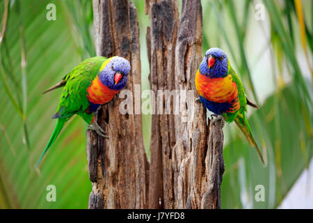 Rainbow Lorikeet (Trichoglossus haematodus), couple d'animaux sur tronc d'arbre pourri, Cuddly Creek, Australie du Sud, Australie Banque D'Images