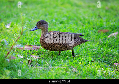 Chestnut-breasted teal (Anas castanea) femelle adulte, Murramarang National Park, New South Wales, Australie Banque D'Images