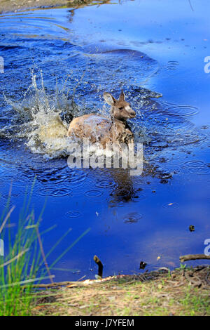 Le kangourou gris (Macropus giganteus), adultes, adultes, l'omble de passage dans l'eau, joyeux, Murramarang National Park Banque D'Images