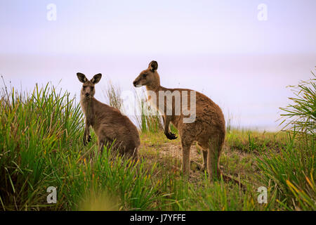 Le kangourou gris (Macropus giganteus), couple d'animaux sur la plage, joyeux, Murramarang National Park, Nouvelle Galles du Sud Banque D'Images