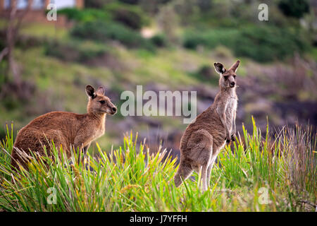 Le kangourou gris (Macropus giganteus), couple d'animaux sur la plage, joyeux, Murramarang National Park, Nouvelle Galles du Sud Banque D'Images