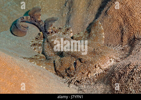 (Eucrossorhinus dasypogon wobbegong à pampilles) situées dans les récifs coralliens, Raja Ampat, Papua Barat, Nouvelle-Guinée occidentale Banque D'Images