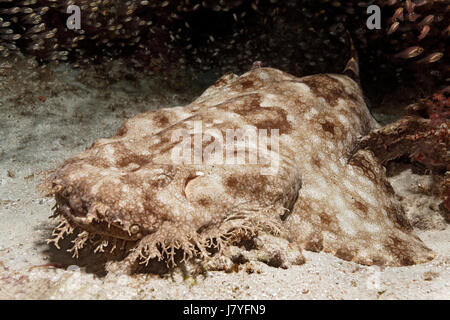 (Eucrossorhinus dasypogon wobbegong à pampilles) situées dans les récifs coralliens, Raja Ampat, Papua Barat, Nouvelle-Guinée occidentale Banque D'Images