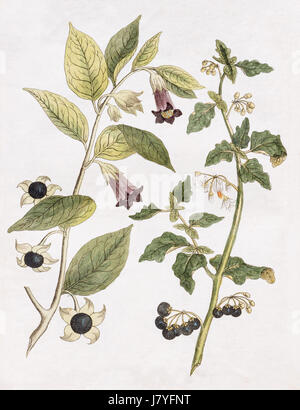 La belladone (Atropa belladonna), plante toxique et de plantes médicinales et d'llack nightshade (Solanum nigrum), pigments naturels Banque D'Images