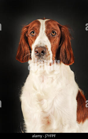 Setter Irlandais rouge et blanc, animal portrait Banque D'Images