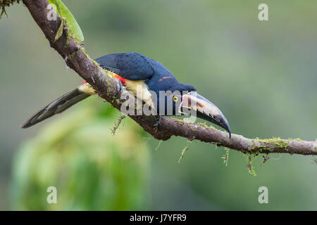 (Pteroglossus aracari à collier torquatus) assis sur branche, Costa Rica Banque D'Images