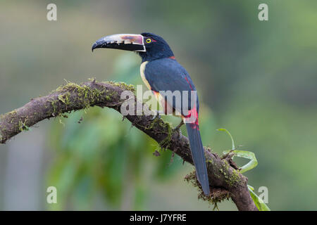 (Pteroglossus aracari à collier torquatus) assis sur branche, Costa Rica Banque D'Images